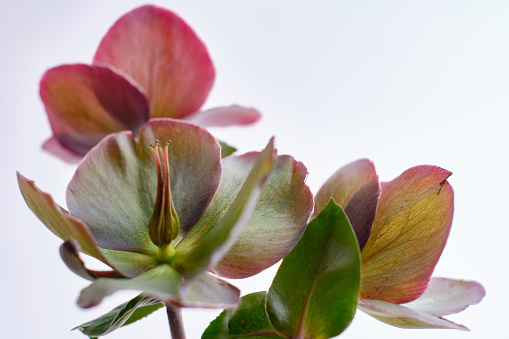 Close-up of the flower of a lenten rose Helleborus against a light background. Floral card or wallpaper. Delicate abstract floral pastel background. Close-up of flower petals. Card concept, copy space for text