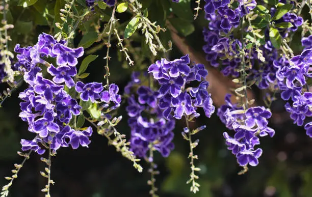 Golden Dewdrop Duranta erecta, Sky Flower Native to Tropical America