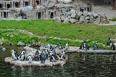 Penguins in the Gdansk Zoo. Poland