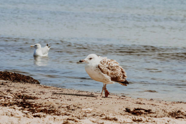 istock Juvenile Black-headed Gull, Larus (Chroicocephalus) ridibundus resting at the seashore 1492041474