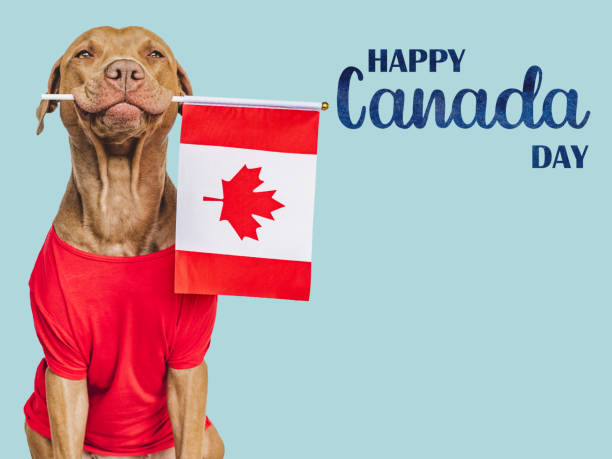 istock Happy Canada Day. Cute puppy and Canadian Flag 1492042864