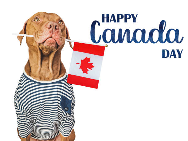 istock Happy Canada Day. Cute puppy and Canadian Flag 1492042885