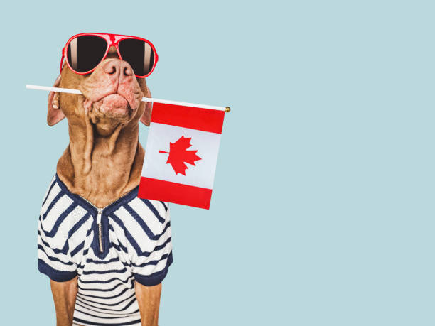 istock Cute puppy, sunglasses and Canadian Flag. Studio shot 1492043008