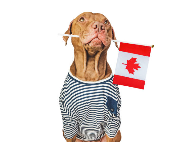 istock Cute puppy with Canadian Flag. Studio shot 1492043276