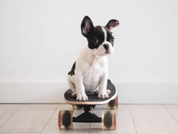 Cute puppy riding a skateboard. Studio shot