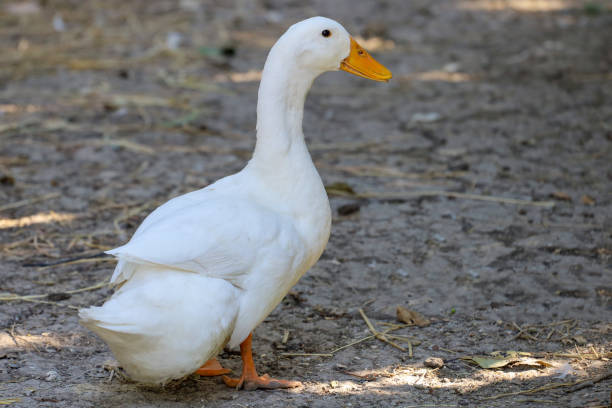 istock The white duck in summer at farm thailand 1492044840