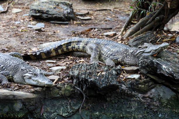 istock The thai crocodile rest on the garden 1492045040