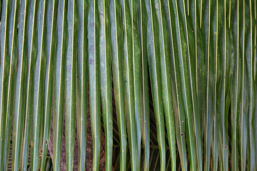Palm tree leaf close-up in Caribbean