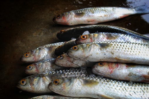 heap of freshly harvested mugil cephalus grey mullet fish sale in Asia