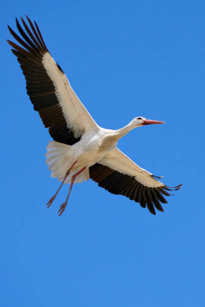 istock flying white stork in Andalusia, Spain 1492047834