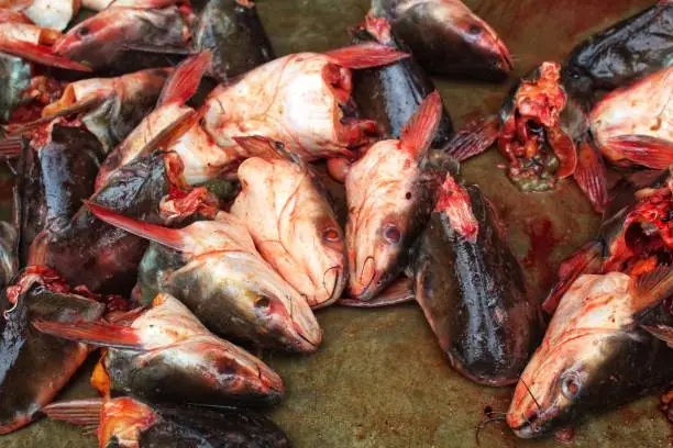 Photo of pangassius sutchi fish processed and cut for export sale HD