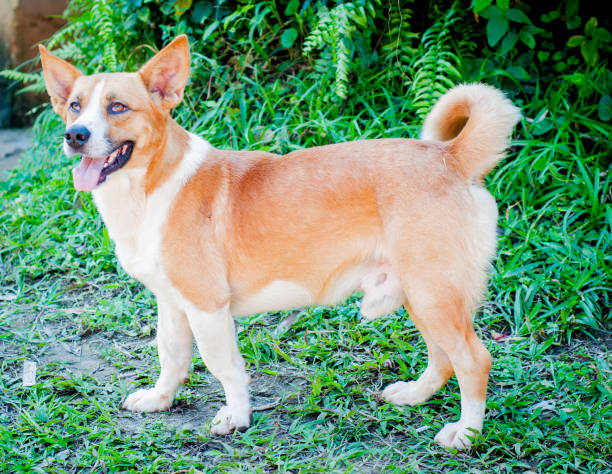 istock Mixed breed dog portrait. 1492047922