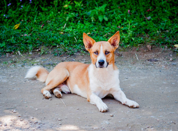 istock Mixed breed dog portrait. 1492047939