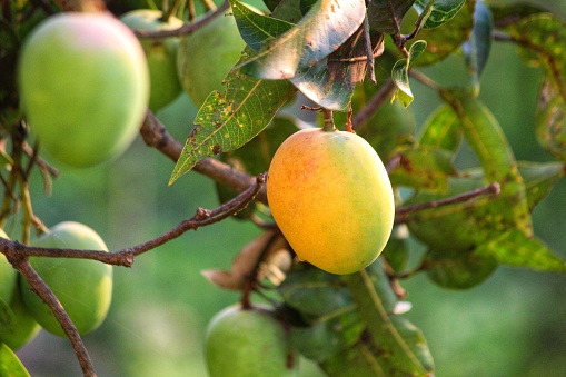selective focus on mango fruit in tree HD