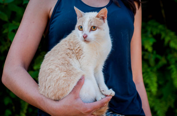 istock Elderly cat portrait. Cat on lap. Looking to the side. Horizontal Image 1492048913