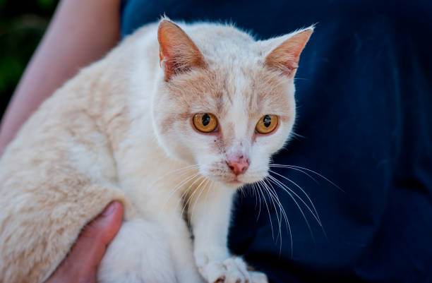 istock Elderly cat portrait. Cat on lap. Looking ahead. Close up. 1492048941