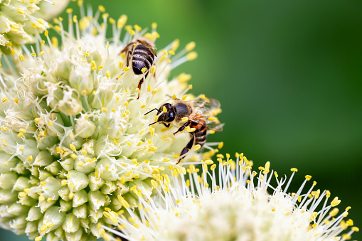 Close-up of two bees pollinating onion flowers in vegetable garden on green background. New harvest. Environmentally friendly products. Locally grown. Selective focus, defocus