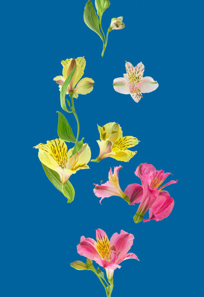 istock Simple background art concept  of fresh spring flowers. 1492049558