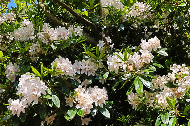 istock Beauty white Rhododendron 1492050028