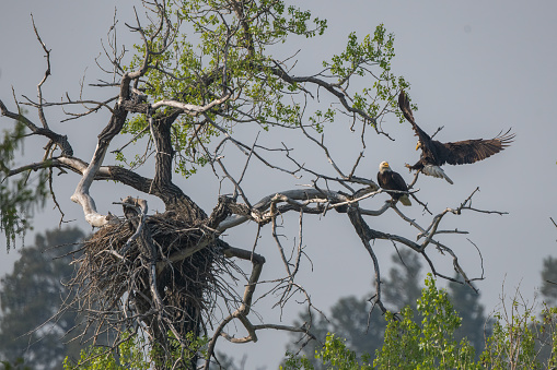 Bald Eagle pair at their nesting tree on the Musselshell river in central Montana, in western USA, North America