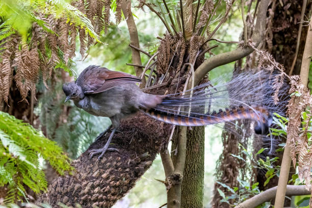 A superb lyrebird, Menura novaehollandiae, Victoria, Australia, perched on a tree fern. This is an adult male side view. A superb lyrebird, Menura novaehollandiae, Victoria, Australia, perched on a tree fern. This is an adult male side view. superb lyrebird stock pictures, royalty-free photos & images