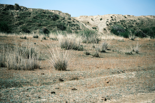 Desert area. Low angle view through the dry grass