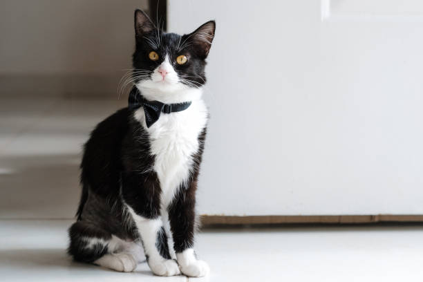 a black cat with white spots that give it elegant look. Cat is posing in front of camera and looking directly with its piercing eyes. His black fur is exquisitely shiny and contrasts with white areas on his face and body.