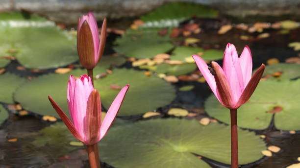 istock Freshly blossomed lotus flower. On blurred backgrounds 1492055569