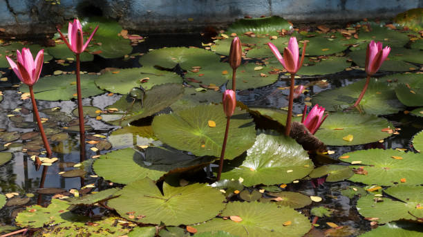 frisch blühende lotusblume. auf verschwommenen hintergründen - blue rain rome italy stock-fotos und bilder