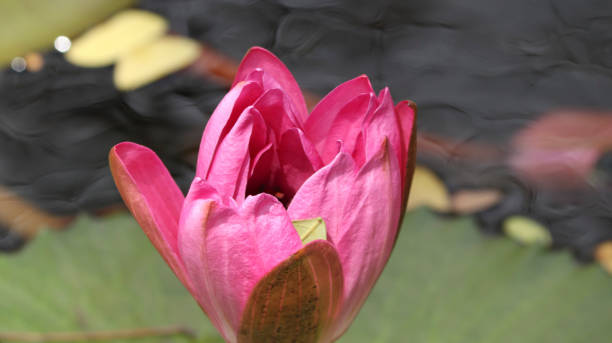 frisch blühende lotusblume. auf verschwommenen hintergründen - blue rain rome italy stock-fotos und bilder