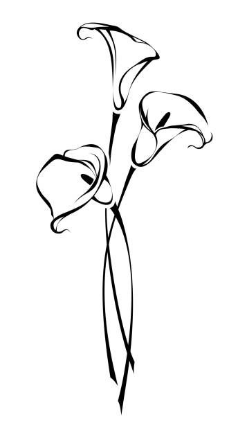 ilustraciones, imágenes clip art, dibujos animados e iconos de stock de ramo de flores de lirio de cala. dibujo de contorno de flores de cala. ilustración vectorial en blanco y negro - alcatraz flor