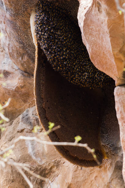 istock Bee hive or honeycomb swarmed with wild bees on a cliff or rock. 1492056840