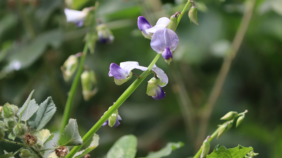 Evergreen plant and its purple flower. In the dim background