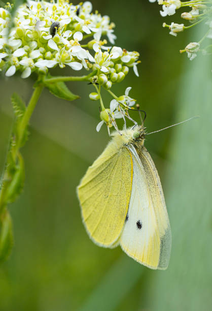 istock Butterfly with yellow wings on a flover 1492057471