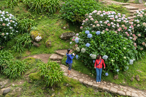 Two women admiring Flowering Hydrangea macrophylla at sao miguel, Azores