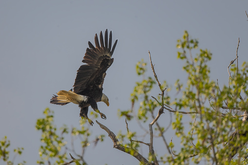 Bald Eagle flying near nesting tree on the Musselshell river in central Montana, in western USA, North America