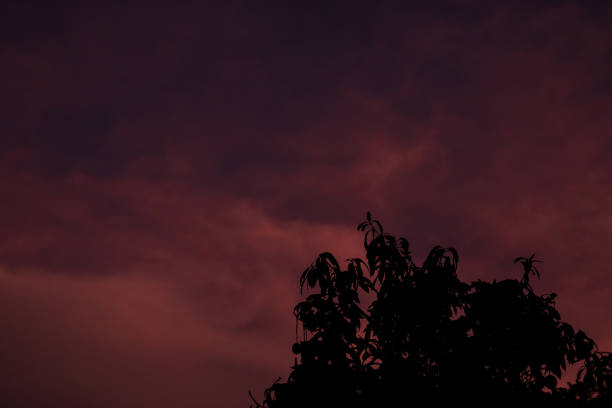 silhouette of tree with dark red sky background, nature concept