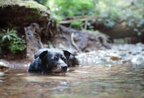 Cute puppy dog submerge in water off shallow creek or river in rainforest. Female Border Collie mix dog. Selective focus. North Vancouver, BC, Canada
