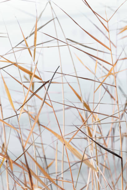 istock Minimal nature pattern, close up natural stems and leaves texture vertical background, wild grass reeds as natural environment, aesthetic nature plants, pastel colors, neutral tones landscape 1492060350