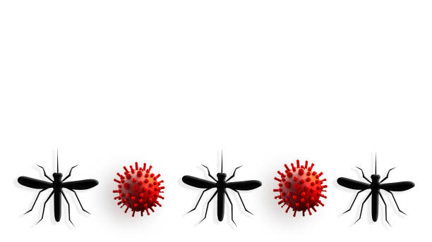 Mosquito carrier of a dangerous virus. The bite of an infected mosquito, a dangerous insect mosquito on a white background. An outbreak of a dangerous virus. Flying virus. Mosquito carrier of a dangerous virus. The bite of an infected mosquito, a dangerous insect mosquito on a white background. An outbreak of a dangerous virus. Flying virus. tularemia stock illustrations