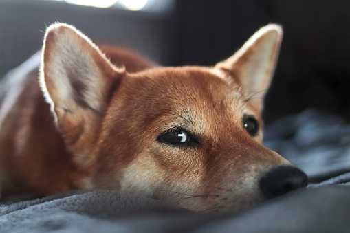 Shiba Inu dog looks at the camera. Portrait of japanese shiba inu dog