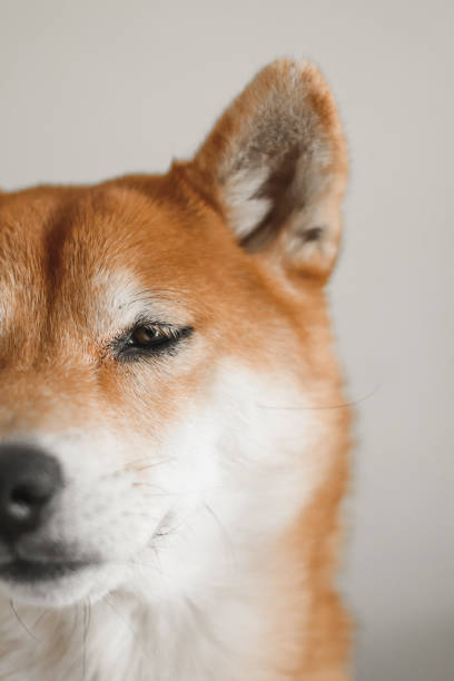 Shiba inu Portrait of japanese shiba inu dog Shiba inu Portrait of japanese shiba inu dog shiba inu photos stock pictures, royalty-free photos & images