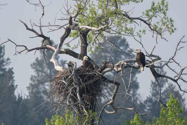 istock Bald Eagle pair at their nesting tree on the Musselshell river in central Montana, in western USA, North America 1492062073
