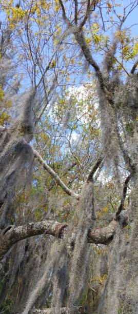 istock Park in Jacksonville Florida 1492062195