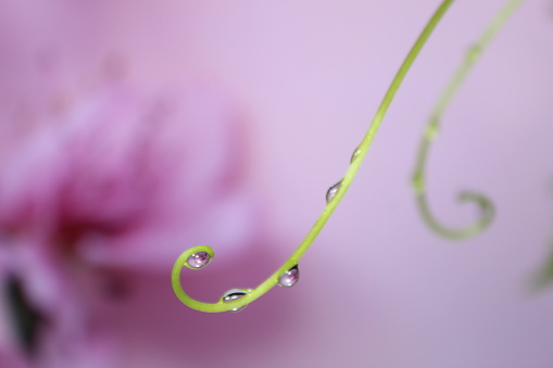 Reflection pink flower in rain drop. Branch with dew drops close up.