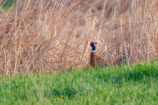 Ring necked Pheasant with head and shoulder above grass in central Montana in western USA, North America.