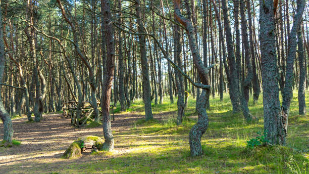 istock Fabulous dancing forest on green moss illuminated by rays of sunlight on Curonian Spit, Kaliningrad region, Russia. Trunks of pine trees covered with moss in forest or woods near of Baltic Sea. 1492065634