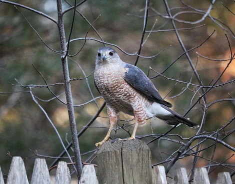 Well, that's his name now... A male Coopers Hawk on the lookout for dinner. Be it fortunate or unfortunate, he's an occasional visitor to my backyard. This time, he wasn't very bothered by my presence as he was sitting atop a fence post, on a mission. Photo taken in awe in the backyard of my home in Cape Cod, Massachusetts..