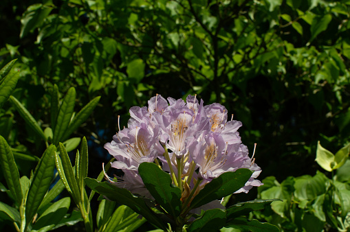 Rhododendron in the spring light