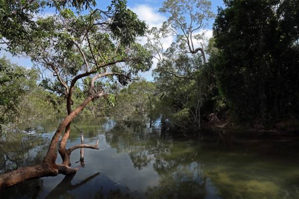istock view over quiet backwater in mangroves 1492069692